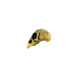 Máscara de Crow Skull