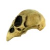 Máscara de Crow Skull