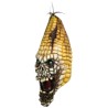 Máscara de Evil Corn
