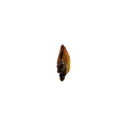 Máscara de Evil Corn